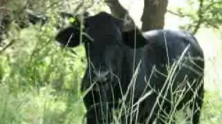 Watch Creature Brigitte Bardot video