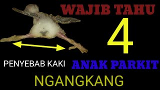 4 Penyebab Kaki Anak Parkit Ngangkang