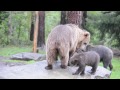 TubeChop - Brown Bear mother and cubs - Finland (00:11)