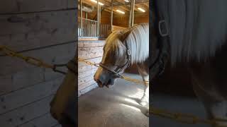 Horse Burping Or Yawning??