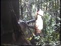 redwood