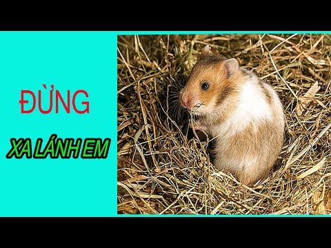 NUÔI HAMSTER CÓ BỊ NHIỄM BỆNH KHÔNG
