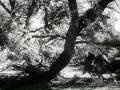 The Doolins of Oklahoma (1949) Watch online Now! The Doolins of Oklahoma (1949)