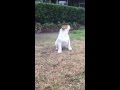 English Bulldog puppy's reaction to seeing rain for the very ...