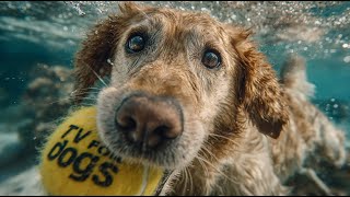 Dogs To Watch Forest Dog Walk In The Autumn Sun Nature Sounds 4K Hdr