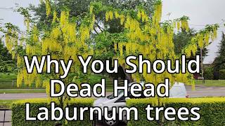 How To Deadhead Laburnum Trees