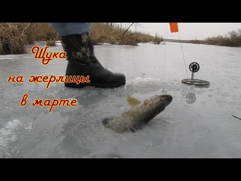 поиск щуки на жерлицы поиск щуки на жерлицы