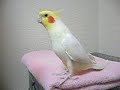 Cockatiel sings Pigeon Coo Coo