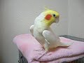 Cockatiel sings Pigeon Coo Coo