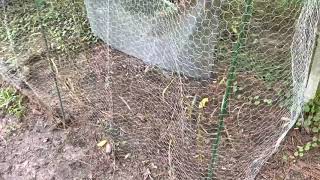 Sweet Corn Update (8-23-21)