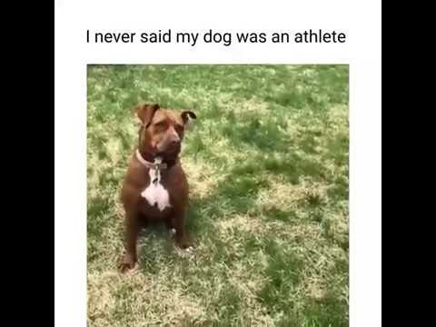 Baby Dogs Cute and Funny Dog Videos Compilation 2 (2019)