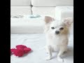 Baby Dogs Cute and Funny Dog Videos Compilation 2 (2019)