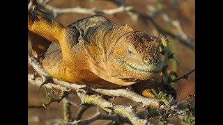 The Wild Galapagos