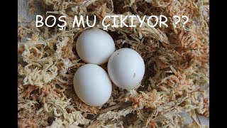 İlk Yumurtalar Her Zaman Boş Mu Çikar ? Muhabbet Kuşu