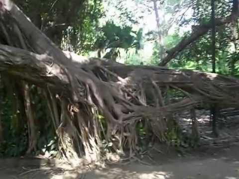 arbol de la india QS