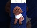Toy Poodle murmur part II