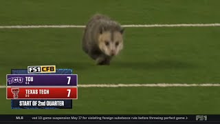 Opossum Gets Dragged Off The Field During College Football Game