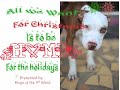 dogs at the holidays