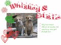 dogs at the holidays