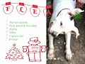 dogs at the holidays