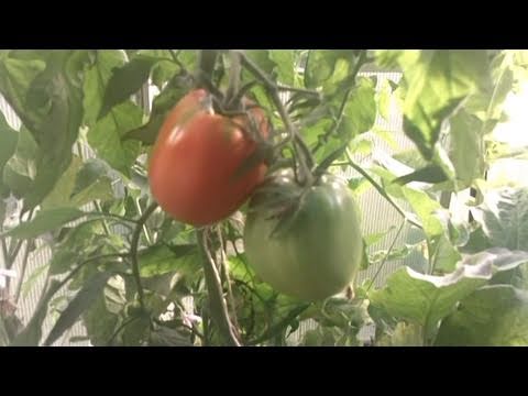 Harbor Freight Greenhouse