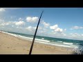 Mullet Run Fishing - Blacktip Shark