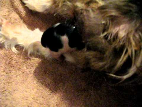 shih tzu birth shih tzu gives birth puppy breached and get stuck shih tzu birth shih tzu gives birth puppy breached and get stuck