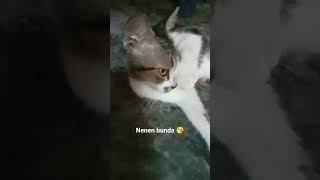 Waktunya Nenen Bunda