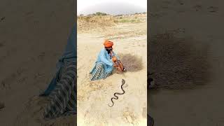 Kara Kobrayı Müziğiyle Oynatan Hintli Usta Indian Snake Charmer Plays Music For Cobra