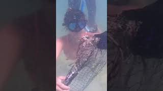 In My Natural Habitat Diving