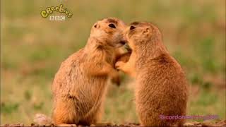 Little Prairie Dogs - Fun And Games 2010