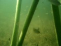 A Small School Of Fish In Newman Lake