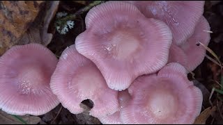Mycena Rosea - Rosy Bonnet - Rosa Rettich-Helmling 4K