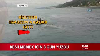 Rize'den Trabzona Kadar Yüzen Dana Böyle Yakalandı