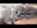 Play this video Baby Cats - Cute and Funny Baby Cat Videos Compilation