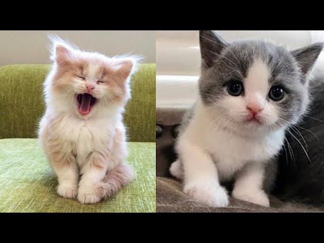 Play this video Baby Cats - Cute and Funny Baby Cat Videos Compilation
