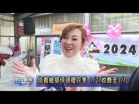 2024 信義鄉草坪頭 山櫻花河津櫻李花已登場 