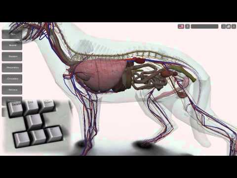 3D Canine Anatomy Software 1.1 - YouTube
