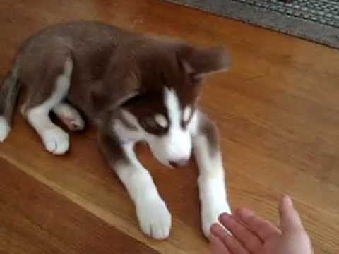Meet Luna the Husky/Australian Shepard - YouTube Meet Luna the Husky/Australian Shepard - YouTube