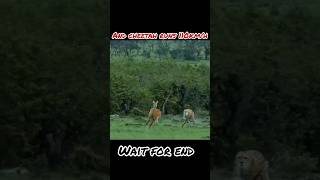 Cheetah Attack On Deer