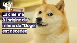 Kabosu, La Chienne À Lorigine Du Mème Du Doge Et Du Dogecoin, Est Décédée