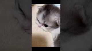 Why Is This Cat So Cute?