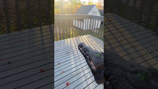 Crocodile Puppet Goes Outside