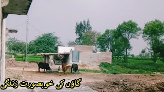 Gahon Ke Khonsorat Mnazar Beaubeautiful Village Life Panjab Youtube Short Vidao Village Foods