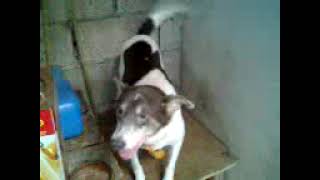 Chocho 12132008