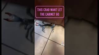 This crab was FIGHTING FOR ITS LIFE!!