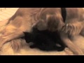 Mother dog nurses two kittens