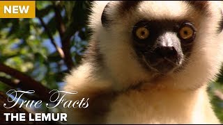 True Facts: The Lemur