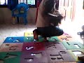 Manusia Lawan Anjing images Manusia Lawan Anjing