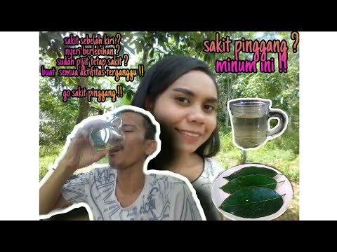 Khasiat daun alpukat
